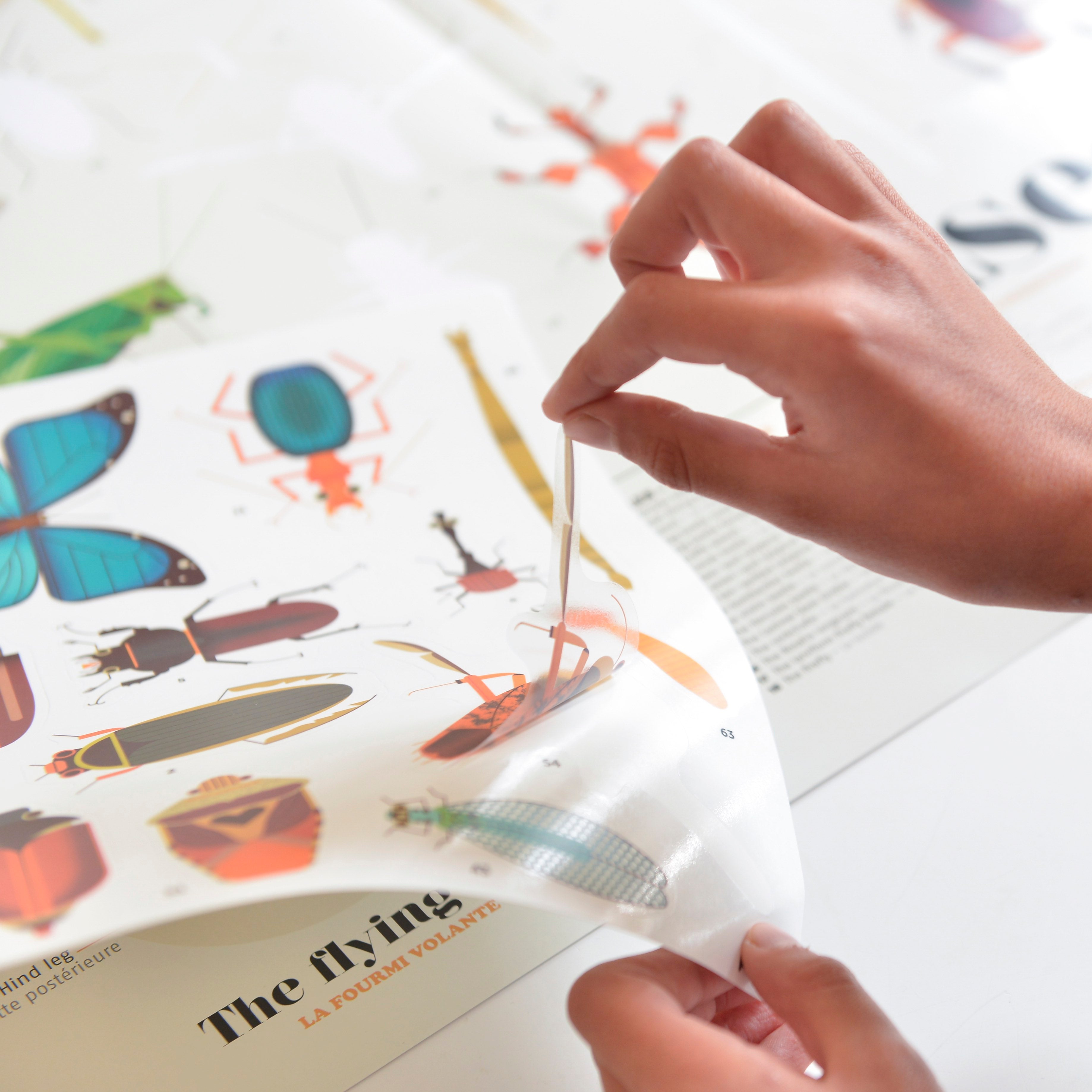 Discovery Insects Discovery - Insects – The Good Tree