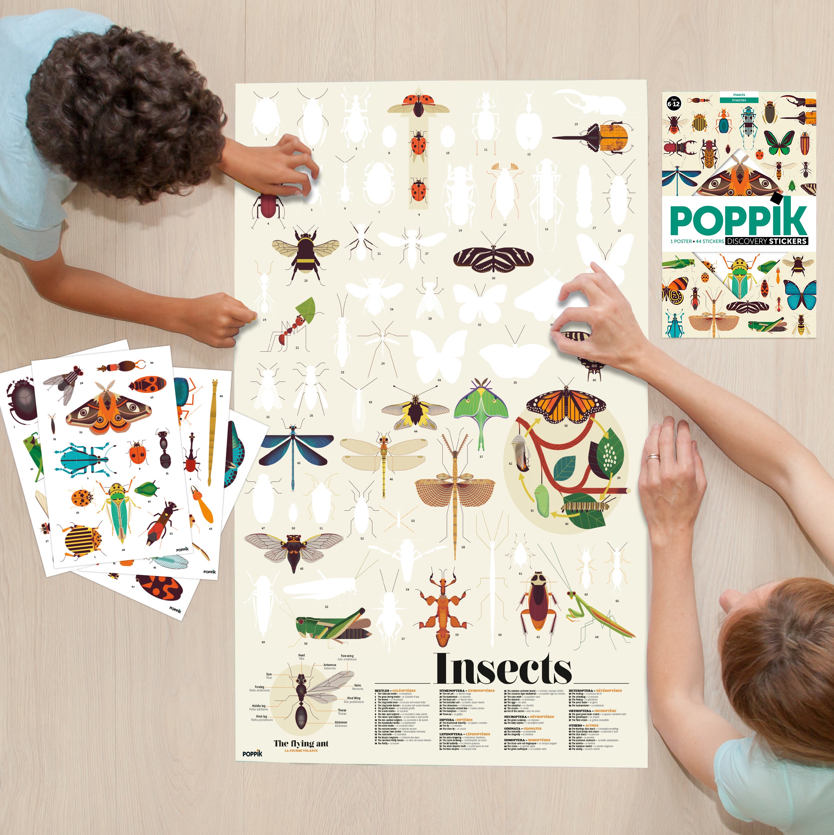 Discovery Insects Discovery - Insects – The Good Tree